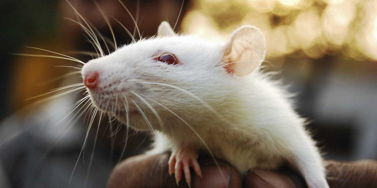 Video shows homeowner detained due to hundreds of rats in NY residence.