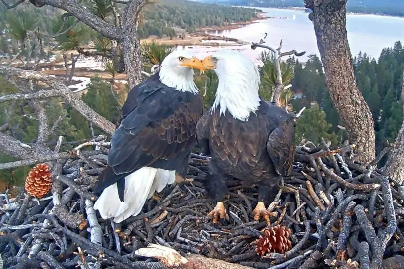 Well-known Bald Eagles in Big Bear Valley lay their first egg of 2026