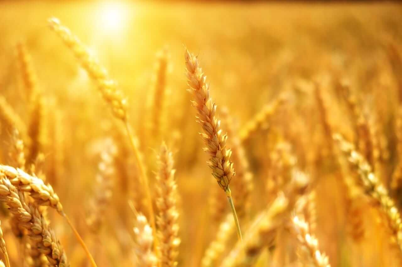 Wheat Review and Objectives