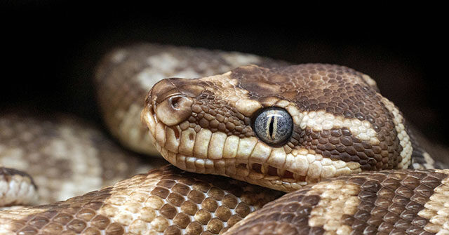 Woman Wakes Up to Discover 8-Foot Python Wrapped Around Her Chest