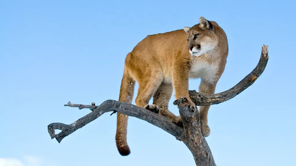Woman's death believed to be caused by a mountain lion attack