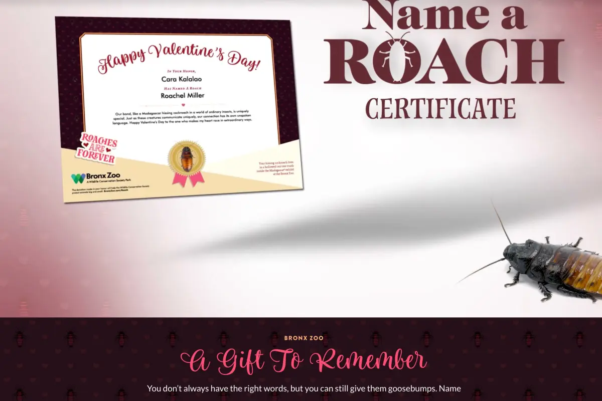 Zoos provide Valentine's Day presents: Cockroaches named for former partners