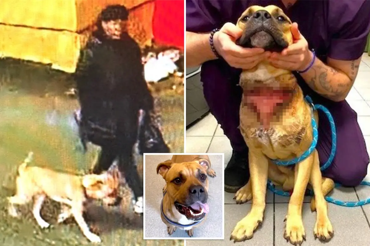 Abandoned dog found at New York cemetery with a throat cut—now available for adoption.