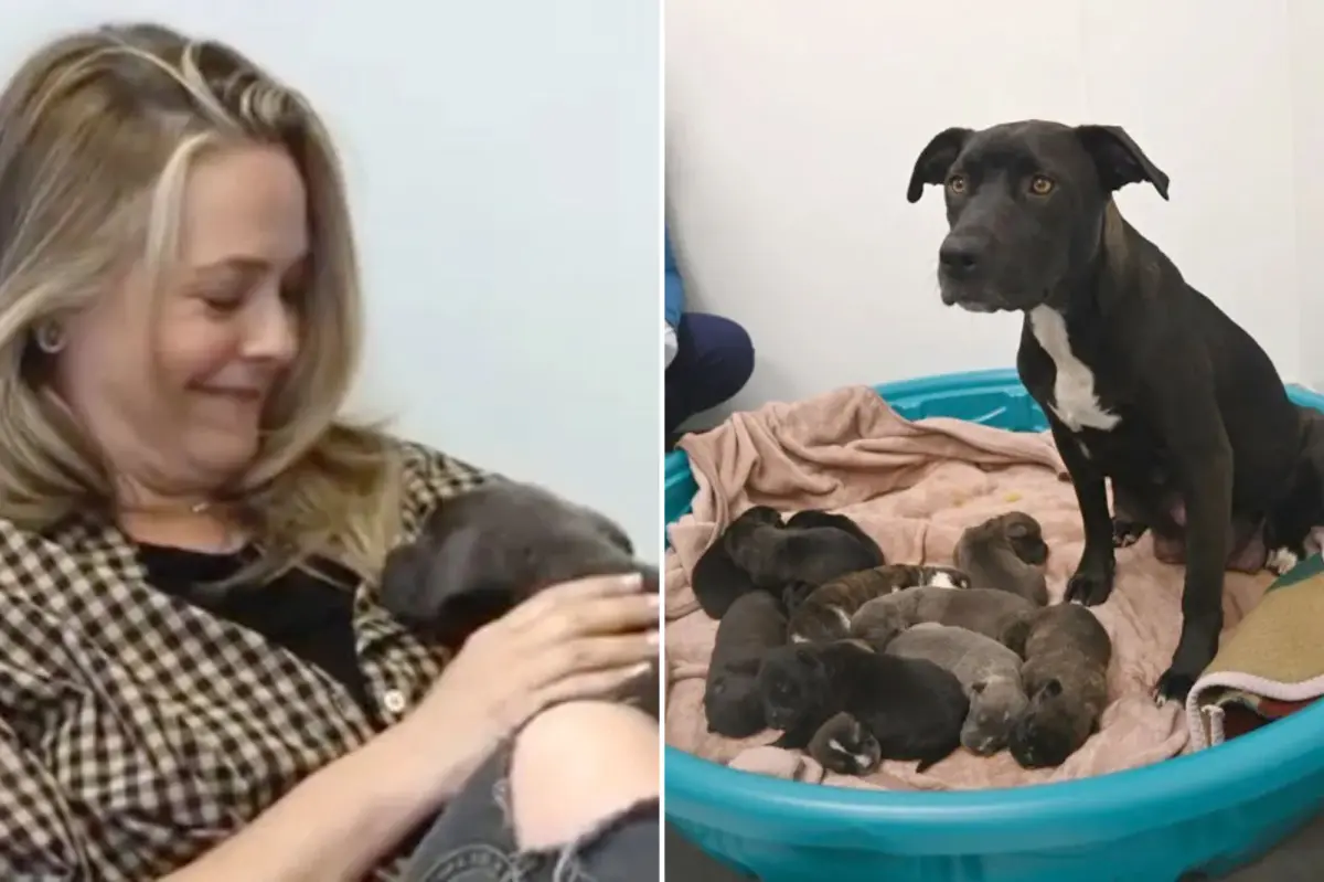 Alicia Silverstone rescues an expectant dog and her puppies facing euthanasia in Southern California