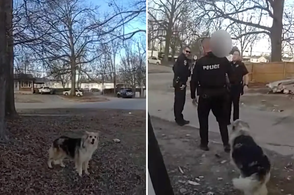 Brave dog leads officers to locate missing 3-year-old boy: 'Lassie helped find him'