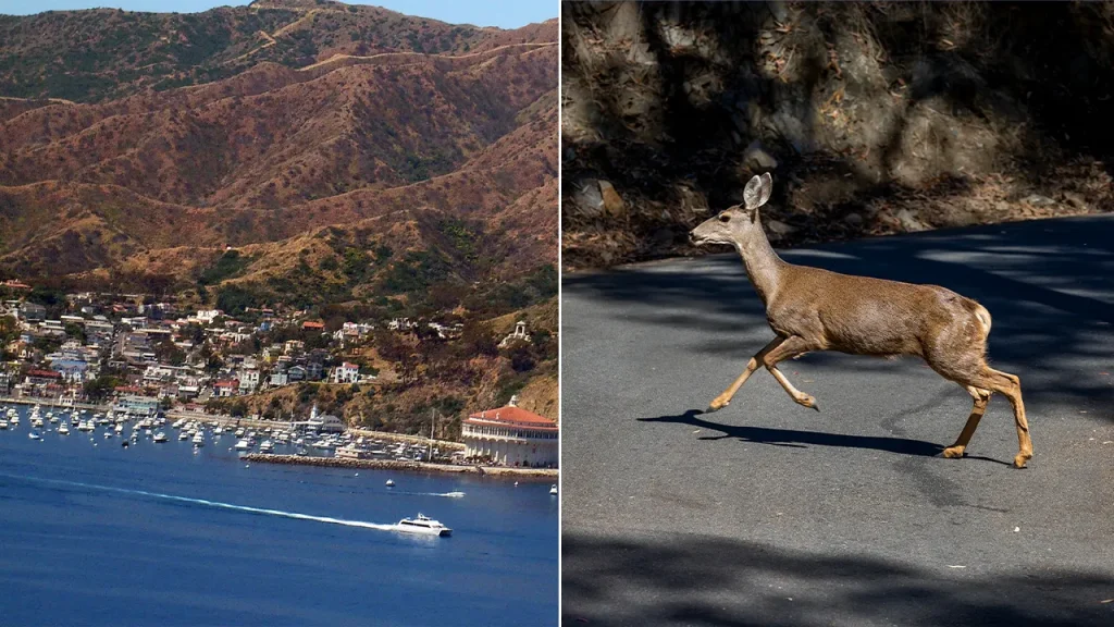 California greenlights deer removal on Catalina Island with sharpshooters.