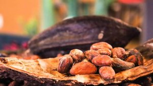 Cocoa Prices Drop Due to Strong Global Supplies