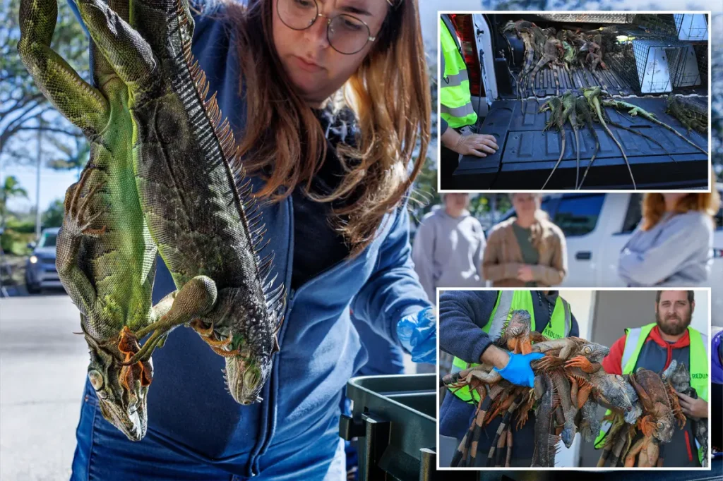 Cold weather in Florida brings frozen iguanas, wildlife officials suggest eliminating the reptiles