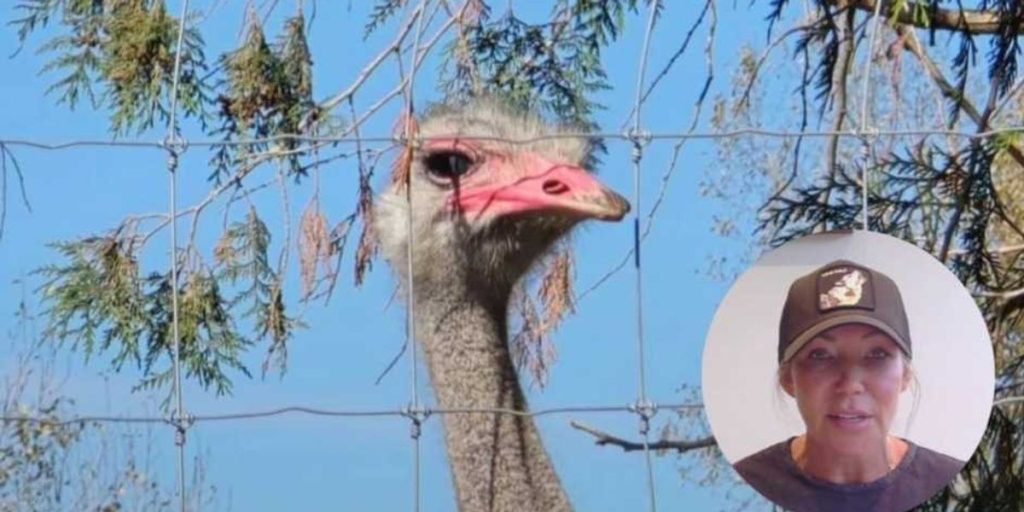 Compensation: Owners of killed ostriches won't face $10K fine