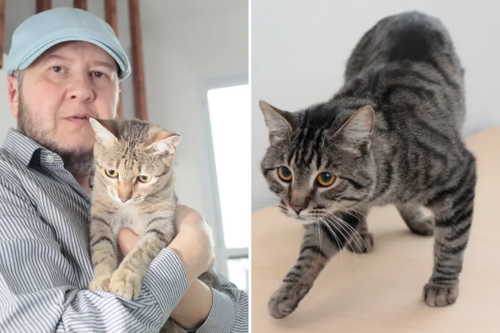 Contemporary 'Noah' seeking to protect endangered cat from disappearing