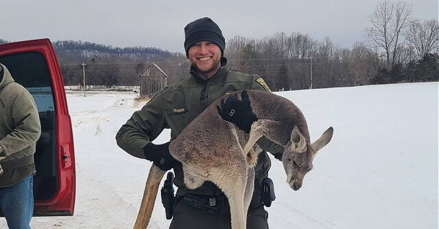 Deputies in Virginia Save Kangaroo from Hunting Dogs
