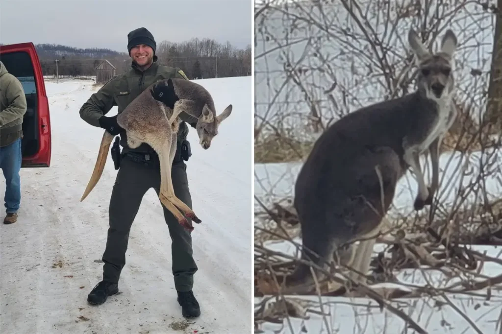 Deputies save a runaway kangaroo that was protecting a baby from a group of dogs.