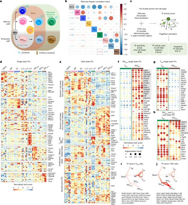 Discovery of transcription factors for T cell programming using Atlas guidance