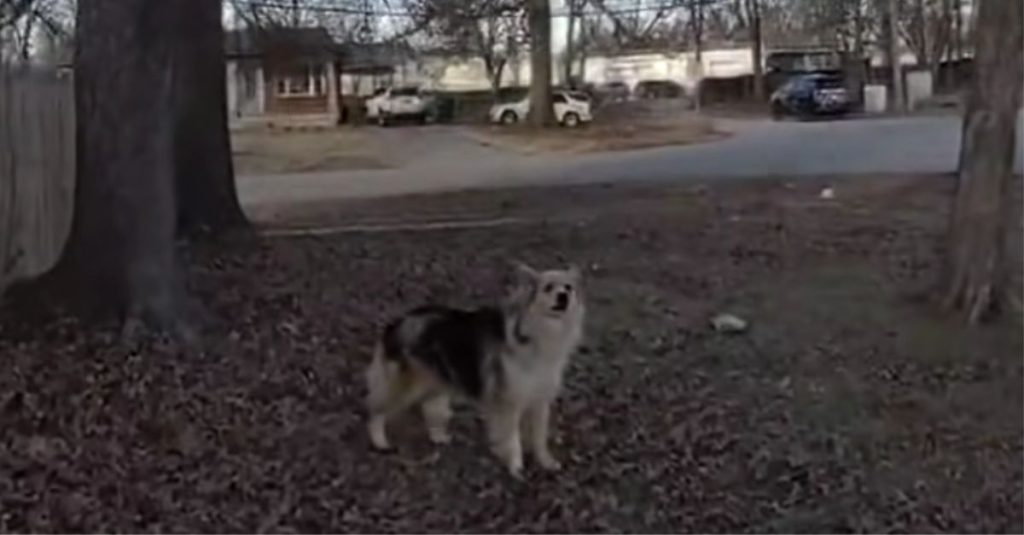 Dog Guides Louisville Police to Missing 3-Year-Old: ‘A Blessing from God’