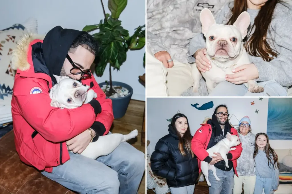 Emotional moment as NYC couple is reunited with their French bulldog Coco Chanel who was taken during a break-in
