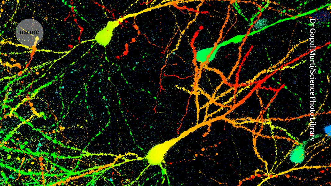 Exercise changes the brain — enhancing the body's stamina
