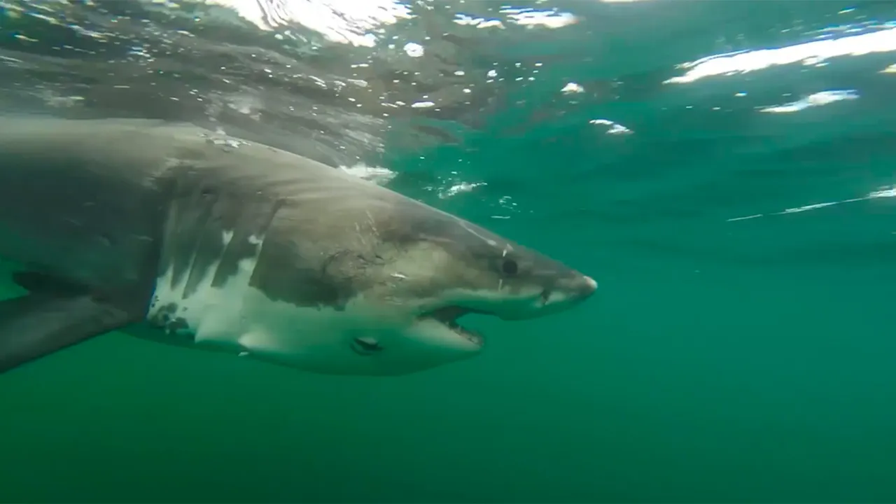 Female great white shark Ernst is spotted in Gulf waters off the coast of Mississippi.