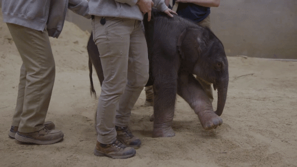 First Asian elephant calf born at the National Zoo after a 25-year wait