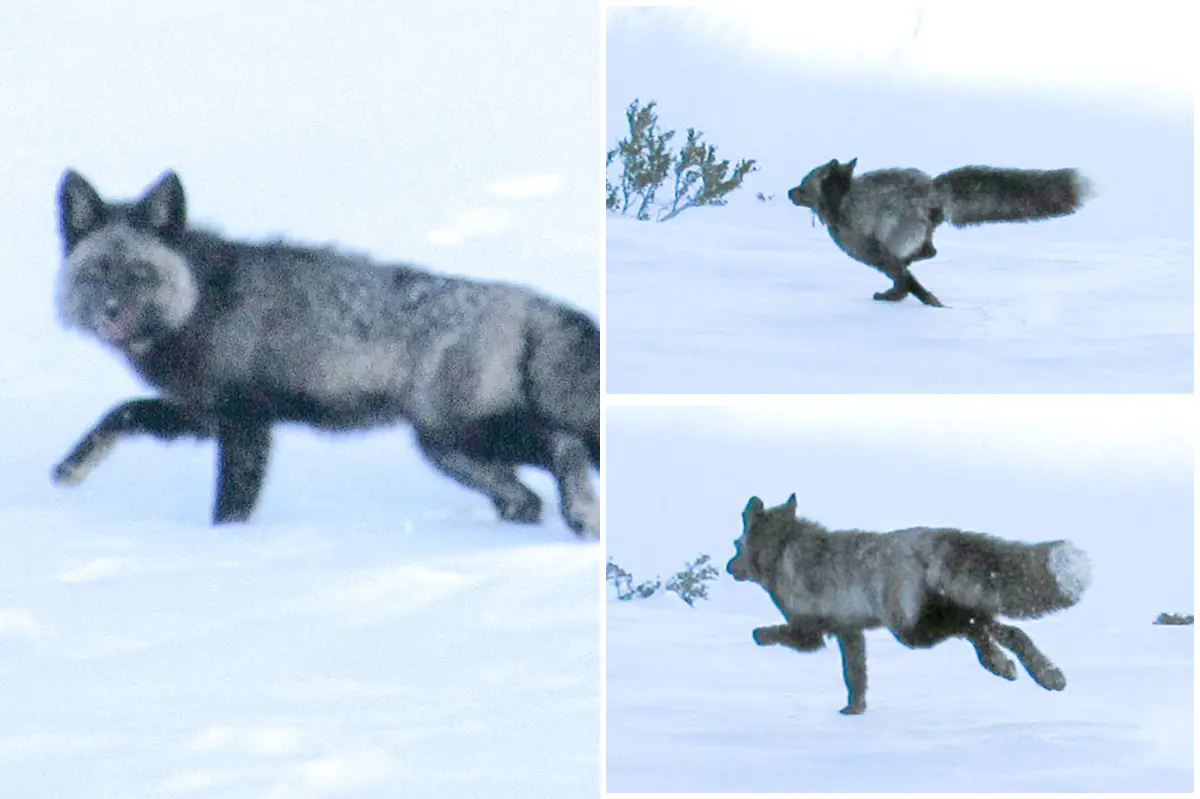 First-ever sighting of the rarely seen Sierra Nevada red fox in California mountains