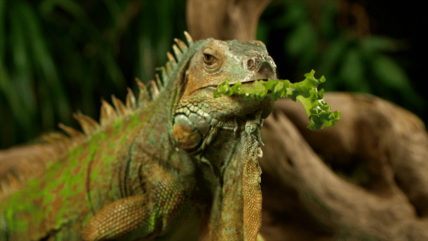 Florida permits iguana collection without a permit during cold weather event.