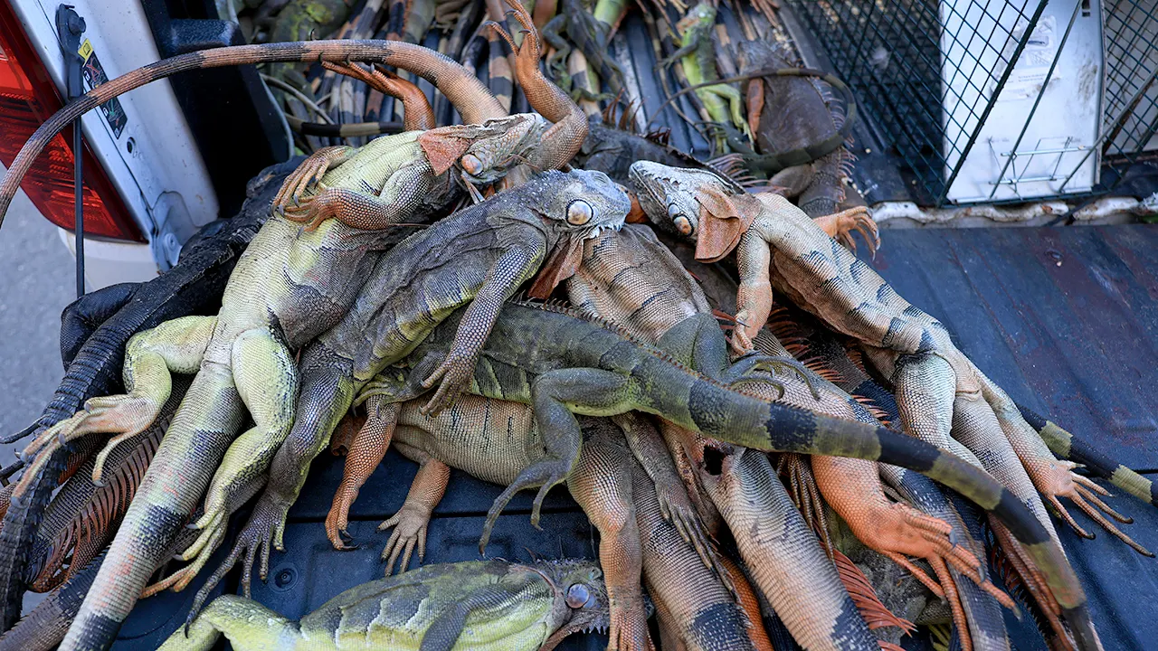 Florida removes 5,195 invasive iguanas during a two-day cold event