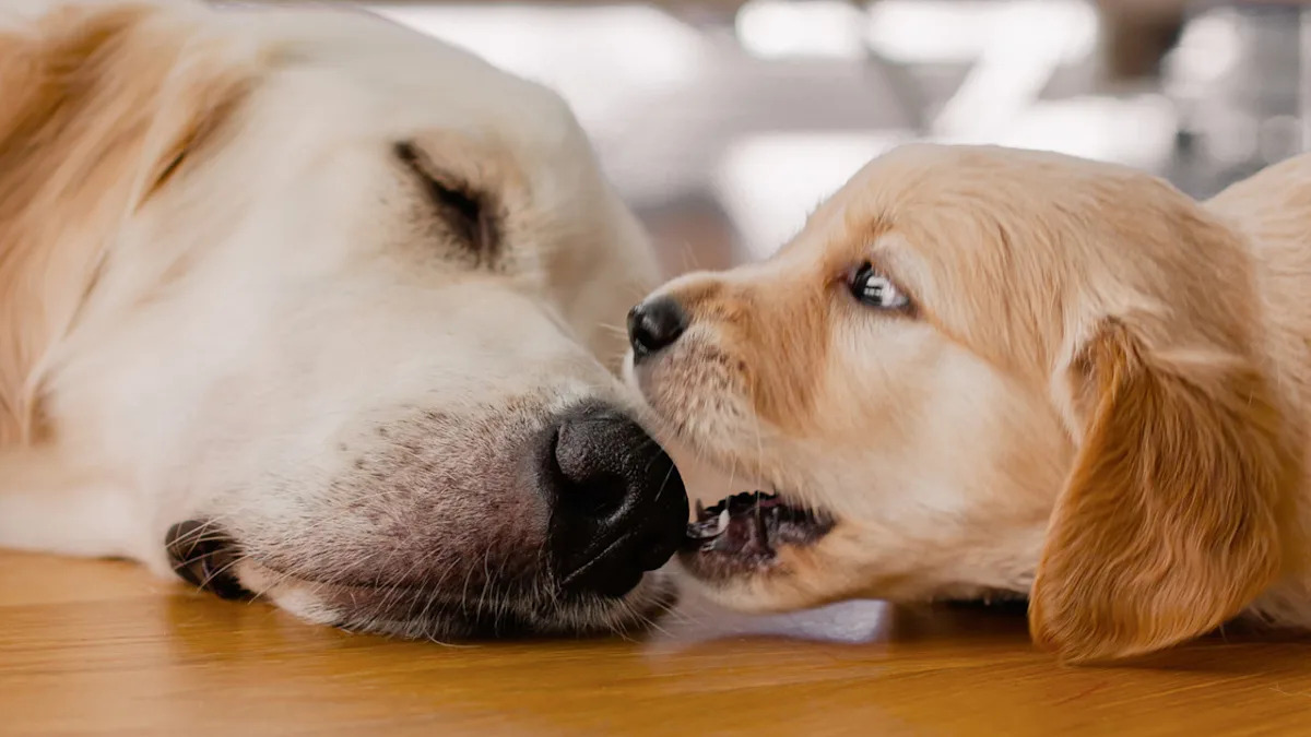 Golden Retriever Puppy Learns 'Dog Manners' and Everyone is Smitten