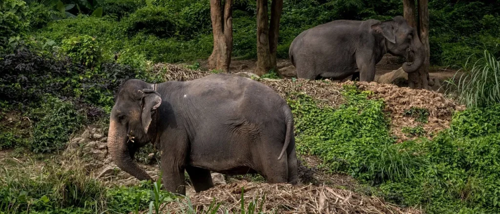Killing Elephant Continues to Attack People in Tourist Area, Official Reports