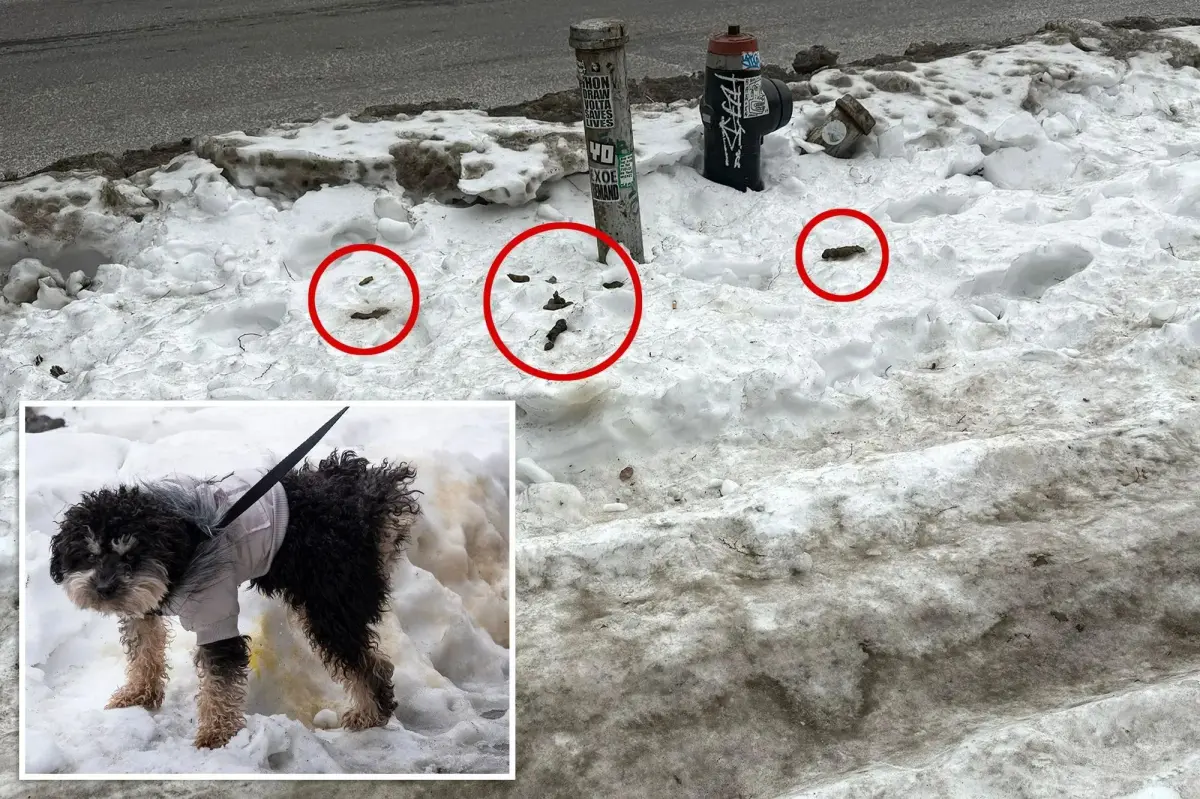 New Yorkers navigate sidewalks covered in weeks-old snow and piles of unscooped dog waste: ‘Not a pleasant view’