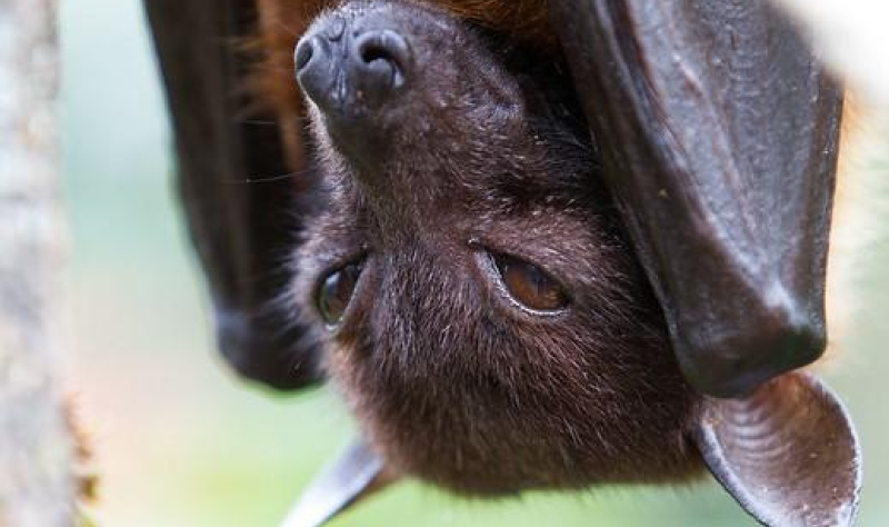 New bat virus discovered in preserved throat samples from five patients with suspected Nipah virus infection