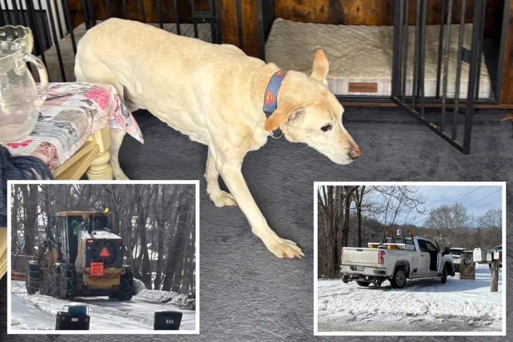 Old dog survives after falling off a frozen cliff in Virginia