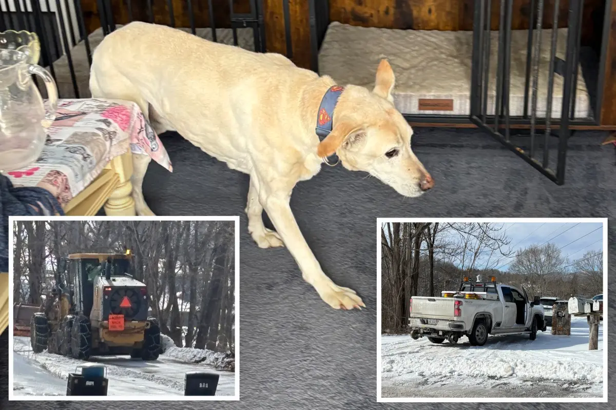 Old dog survives after falling off a frozen cliff in Virginia