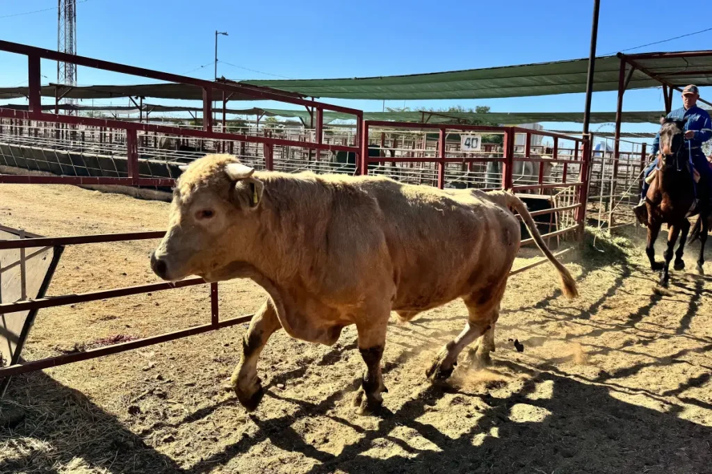 Parasite that eats flesh leads to disaster announcement in Texas