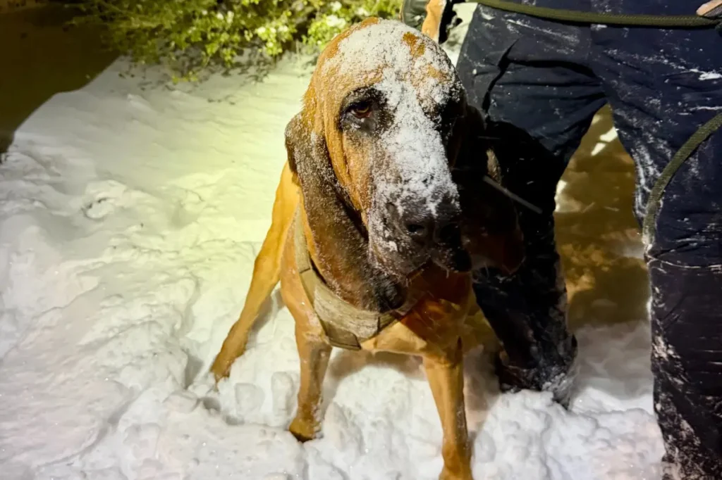 Police dog Bo in North Carolina helps find a missing special needs teenager during a snowstorm.