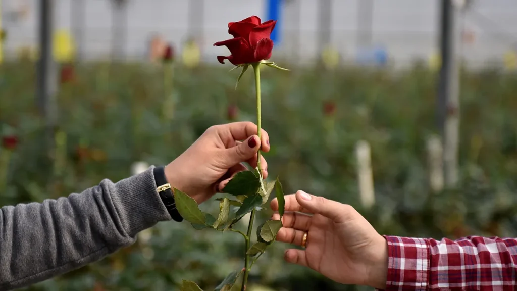 Poll shows 60% believe love can exist between different political views