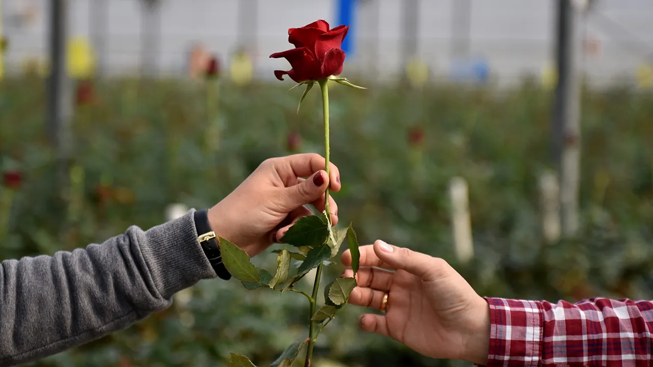 Poll shows 60% believe love can exist between different political views