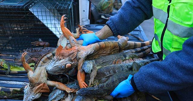 Reptile Handlers in Florida Collect Thousands of 'Cold-Stunned' Iguanas