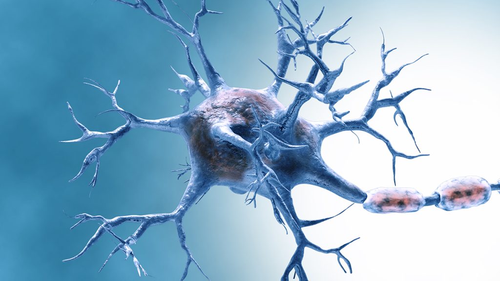 Researchers Have Found a Protein That Can Reverse Brain Aging in the Laboratory