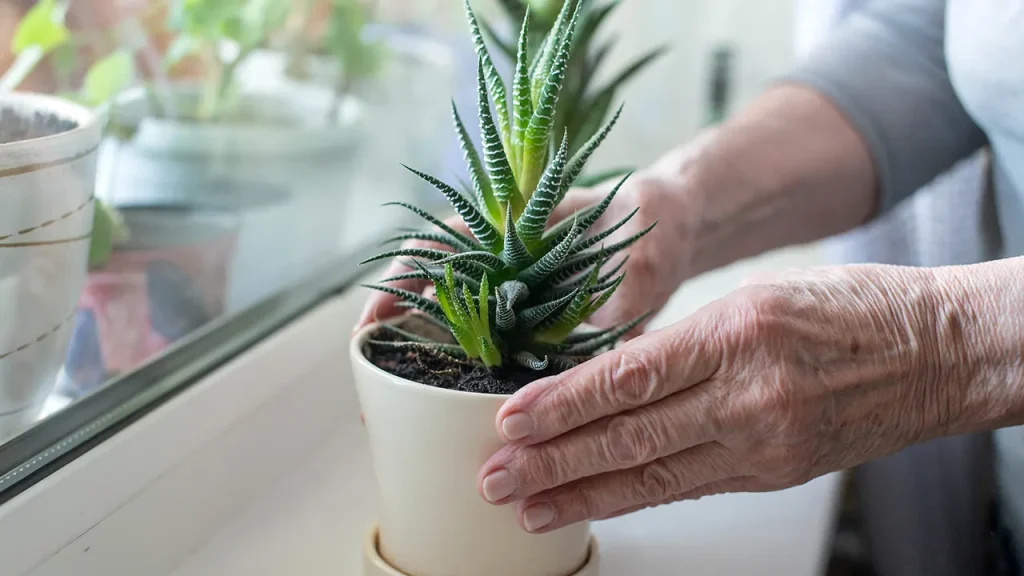 Researchers find that an aloe vera compound may help combat Alzheimer's disease.