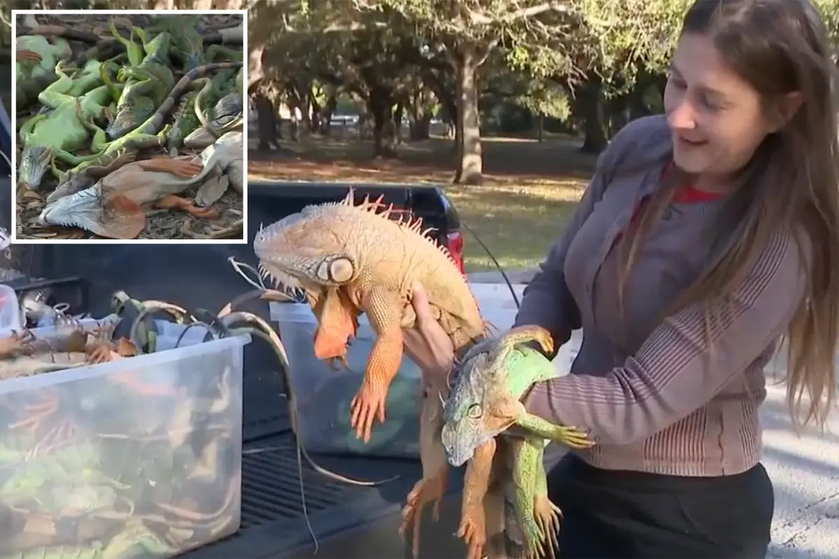 Residents of Florida collect frozen iguanas by the handful as cold weather leaves them unable to move.