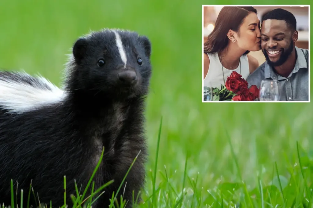 Skunk breeding season creates disruption in CA neighborhood: 'Not welcomed on Valentine’s Day'