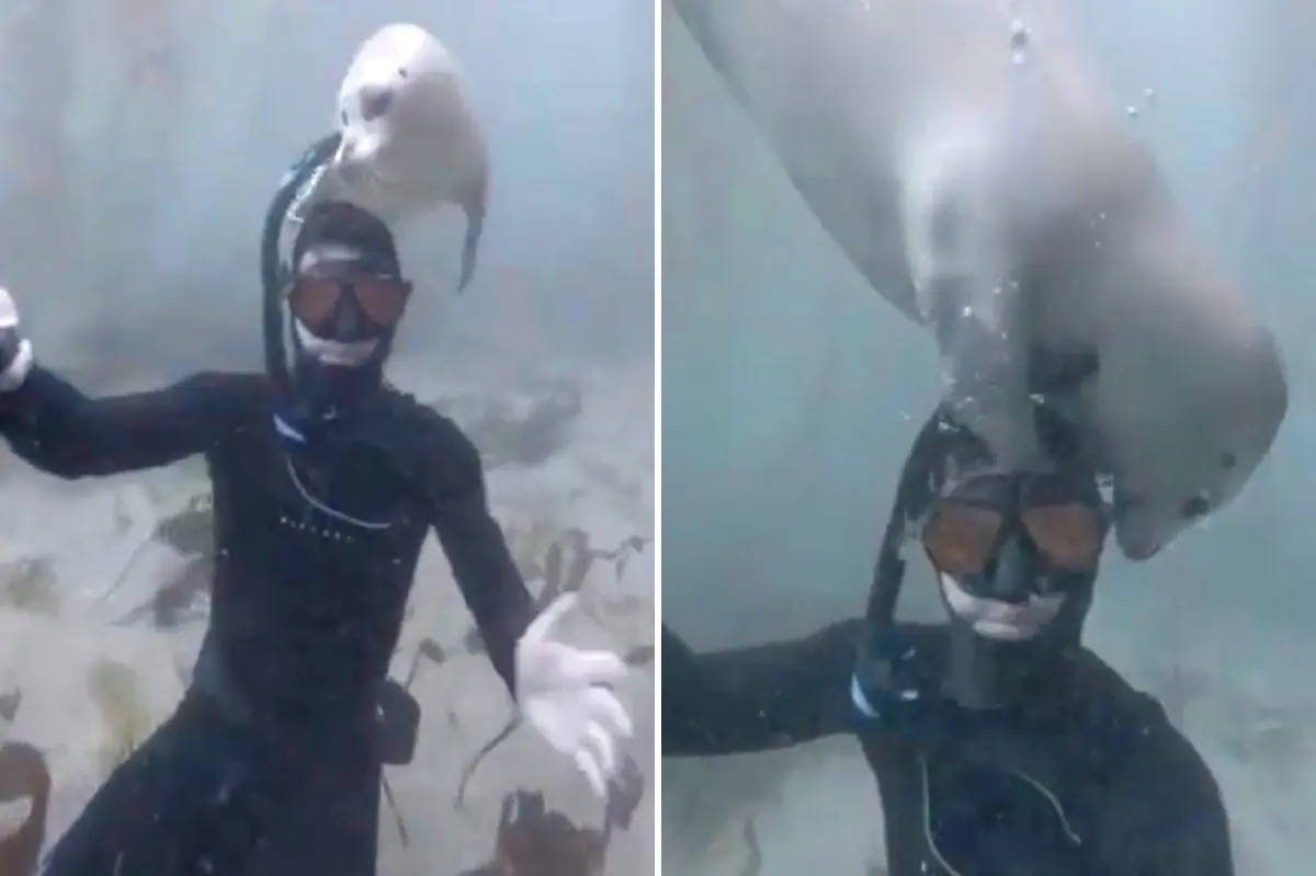 SoCal diver forms a bond with a loving white seal called 'Waffles'