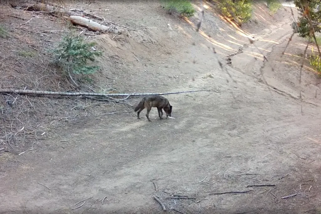 Solitary gray wolf seen in Southern California after a century