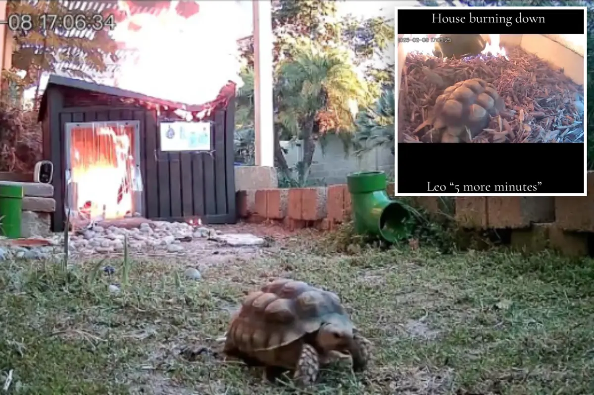 Tortoise makes slowest escape from fire captured on video