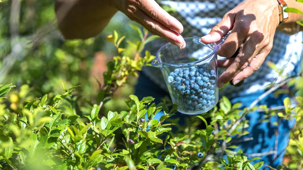 Wild blueberries enhance heart health and improve blood vessel function, new review finds