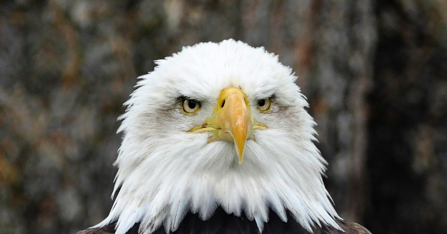 Wind Turbine Linked to Bald Eagle Death in Minnesota