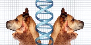 A man used Grok to rescue his dog. Is intellectual property on the verge of collapse?