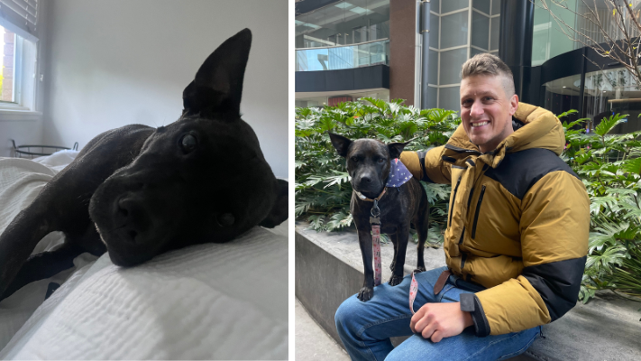 A man’s dog, suffering from multiple tumors and near death, inspired him to create a personalized cancer vaccine using ChatGPT, surprising scientists.