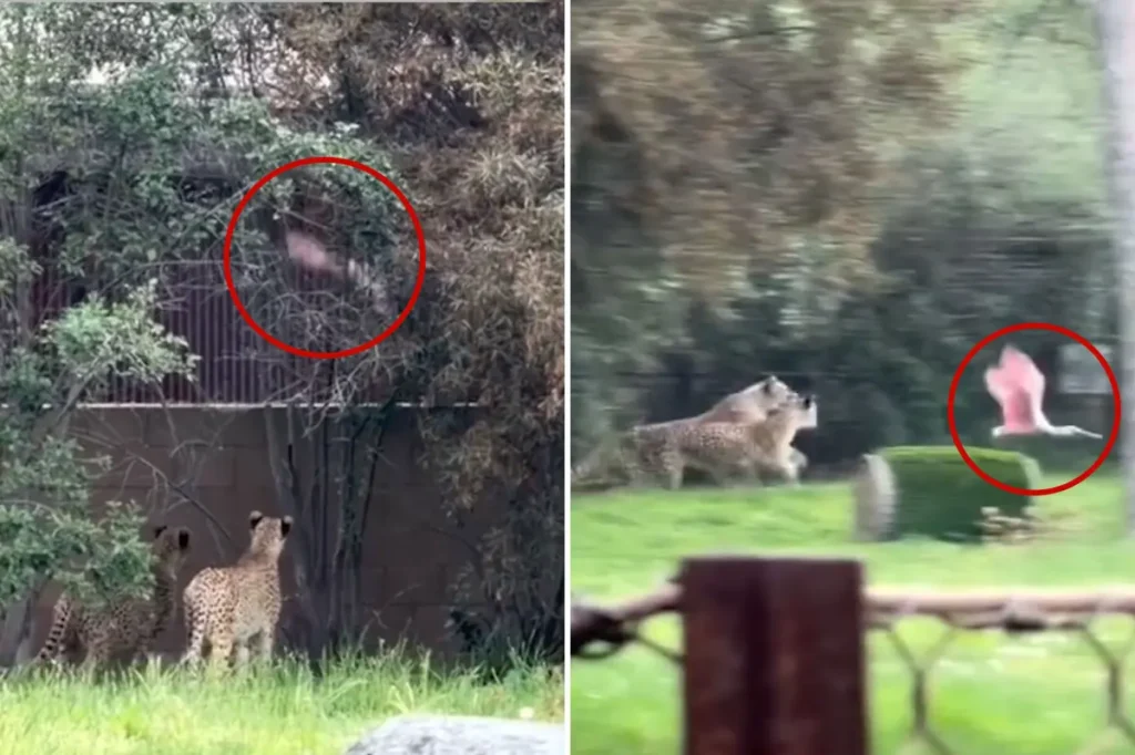 Amazing footage of a bird evading cheetahs at the zoo