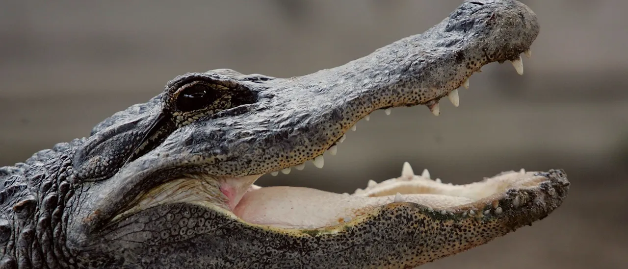 Authorities Take Influencer &lsquo;Clavicular&rsquo; Into Custody on Same Day as Viral Alligator Shooting Video in Florida