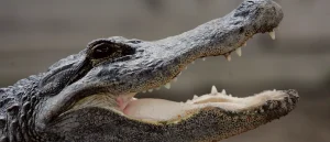 Authorities Take Influencer ‘Clavicular’ Into Custody on Same Day as Viral Alligator Shooting Video in Florida